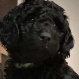 Goldendoodles from Phoenix Goldendoodles