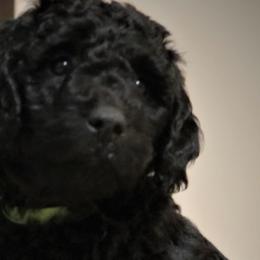 Goldendoodles from Phoenix Goldendoodles