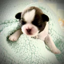 Keaton - Tricolor male Shih Tzu puppy in Tallahassee, Florida from Bows and Bow Ties