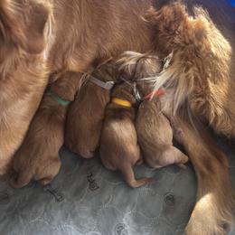 Golden Retriever Puppies from Bethel Park Goldens
