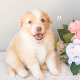 JJ - Red & white male Miniature American Shepherd puppy in Tonopah, Arizona from King's Miniature American Shepherds
