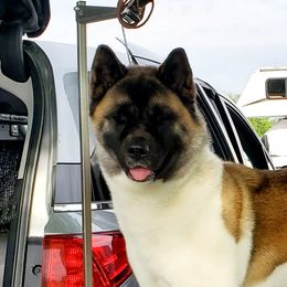 Akita All Grown Up from Komai Akitas