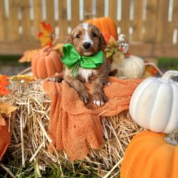 Apple's Green Boy - Red  male Goldendoodle puppy in Kountze, Texas from Texas Doodles LLC