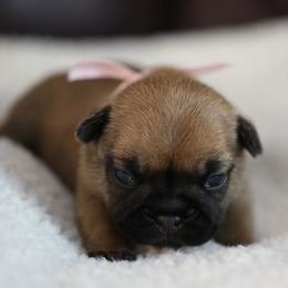 Pink Collar - Fawn and white female French Bulldog puppy in Wichita, Kansas from Phantasticus French Bulldogs