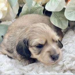 Cosmo - Cream male Dachshund puppy in Exeter, California from Sawtooth Miniature Dachshunds