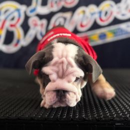 Sierra - Blue tri-color female Bulldog puppy in Dalton, Georgia from Reyes Bulldogs of North Georgia