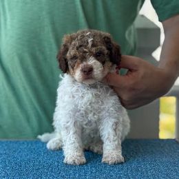 Boy 4 - Brown roan male Lagotto Romagnolo puppy in Sugar Valley, Georgia from Pinnacle Farm and Kennel