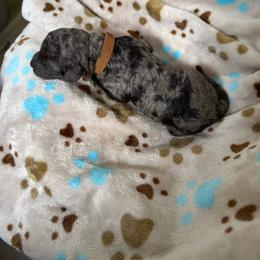 Walnut - Blue merle male Bernedoodle puppy in Kensington, Ohio from Hickory Hideaway Doodles