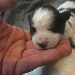 Boy 1 - Chocolate male Havanese puppy in Columbus, Ohio from Havanese Puppies Columbus