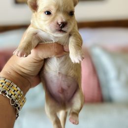 Chihuahua Puppies from Luxe Paradise House of Chi