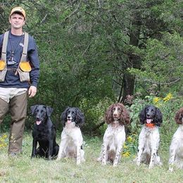 English Springer Spaniels and Labrador Retrievers from Woodland Kennel