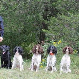 English Springer Spaniels and Labrador Retrievers from Woodland Kennel