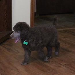 Poodle Puppies from RK'S Pets