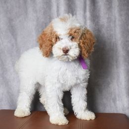 Purple collar girl - Parti female Goldendoodle puppy in Piedmont, South Carolina from The Farm at Saluda Ridge