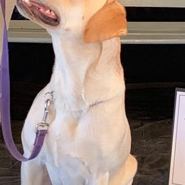 Labrador Retrievers from Molly Ziegler's Labrador Retrievers