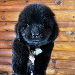 Female 2 - Black female Newfoundland puppy in New York from Johnson Farms