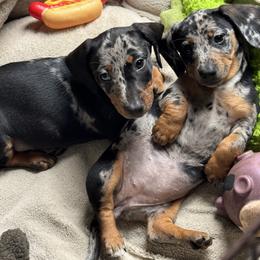 Dachshund Puppies from Wonderland Weenies