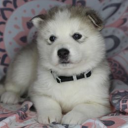Kora - Gray and white female Alaskan Malamute puppy in Independence, Virginia from New River Valley Malamutes