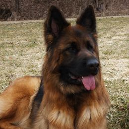 German Shepherds from Holtz German Shepherds