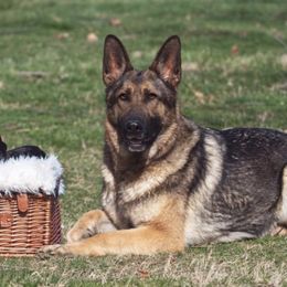 German Shepherd Puppies from Aydt's Shepherds and Training LLC
