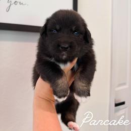 Pancake - Black tri-color male Australian Shepherd puppy in Fort Pierce, Florida from JS Aussies