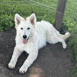 Purple - White female Berger Blanc Suisse puppy in Chestnut, Illinois from Fireside Fernweh