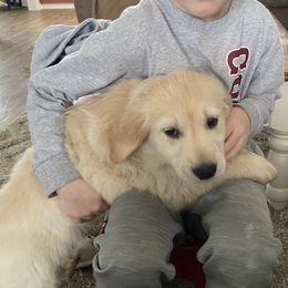 Golden Retriever Puppies from Ginn’s Golden Retrievers