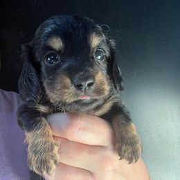 Rick Blain - Black and tan male Dachshund puppy in Bigfork, Minnesota from Dachshunds Up North