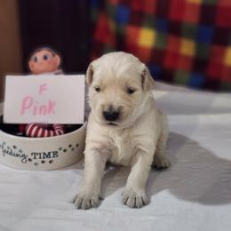 Pink - Golden female Golden Retriever puppy in Grant, Michigan from Precious Kennel Retrievers