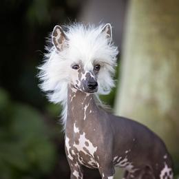 Onyx - Pink and slate male Chinese Crested puppy in Ocala, Florida from Sommer Standards & Chinese Cresteds