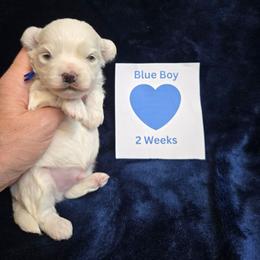 Blue Male - White male Maltipoo puppy in Sahuarita, Arizona from Cowgirl's Legacy Maltipoos