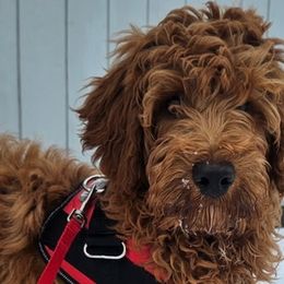 Aussiedoodles, Double Doodles, Goldendoodles, and Labradoodles from Doodle Paw Ranch