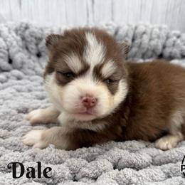 Dale - Red and white male Pomsky puppy in Eastman, Georgia from Once Upon A Pomsky