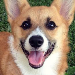American Corgis and Pembroke Welsh Corgis from Morse Corgis
