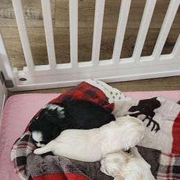 Boy 1 - White male Shih Tzu puppy in Eldorado, Arkansas from Gina's Lil Zues and Yorkies Kennel