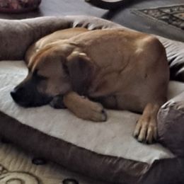 Australian Cattle Dogs, Great Danes, and Pembroke Welsh Corgis from Paul's Pups