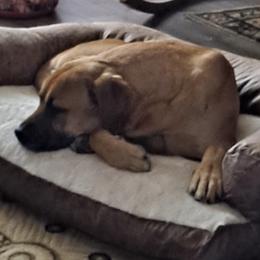Australian Cattle Dogs, Great Danes, and Pembroke Welsh Corgis from Paul's Pups