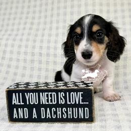 Pip, Long Hair, Black and Tan, Piebald AKC - Black and tan male Dachshund puppy in South Easton, Massachusetts from Depot Dachsies