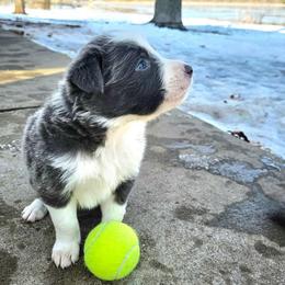 Pebble - Blue male Border Collie puppy in Cedar Springs, Michigan from Lyncroft Border Collies