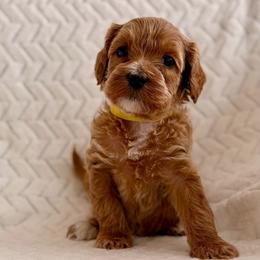 Munchkin - Red female Australian Labradoodle puppy in Londonderry, New Hampshire from Granite State Labradoodles