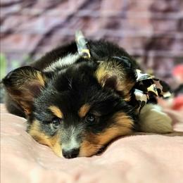 Female 1 - Black and tan female Pembroke Welsh Corgi puppy in Washington from Castle View Royal Rumps