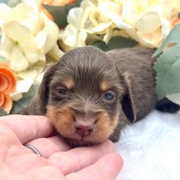 Gersen - Chocolate and tan male Dachshund puppy in Exeter, California from Sawtooth Miniature Dachshunds