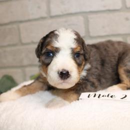Male 2 - Tri-color male Bernedoodle puppy in Mississippi from Ewing Acres