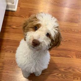 Penny - Goldendoodle
