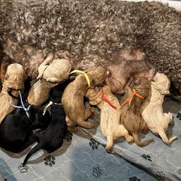 Green Boy - Apricot male Goldendoodle puppy in Summerville, South Carolina from Pawmazing Doodles