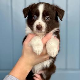 Curio - Red & white male Miniature American Shepherd puppy in Herriman, Utah from Painted Blue Aussies