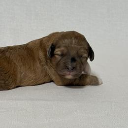 Girl 3 Aussie Doodle - Red tri female Miniature Australian Shepherd puppy in Pensacola, Florida from TNT MINI AUSSIES