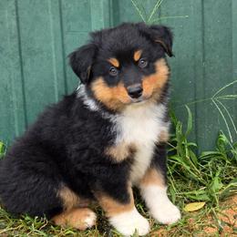 Cash - Black tri male Miniature Australian Shepherd puppy in Ada, Oklahoma from Caprock Mini & Toy Aussies