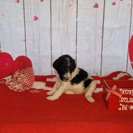 Poodle Puppies from Caboodles of Poodles