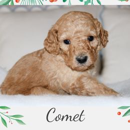 Comet - Apricot male Goldendoodle puppy in Wilson, North Carolina from Cedar Creek Doodles